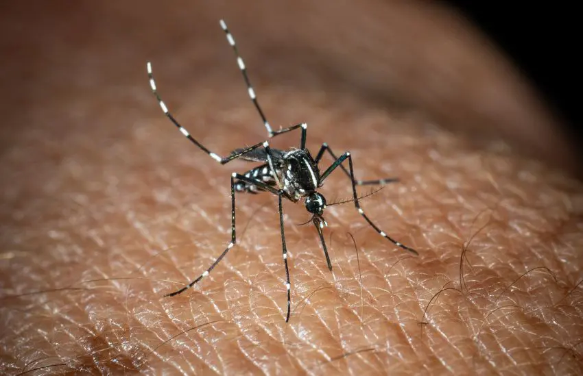 In Italia 351 casi di West Nile, 22 i decessi