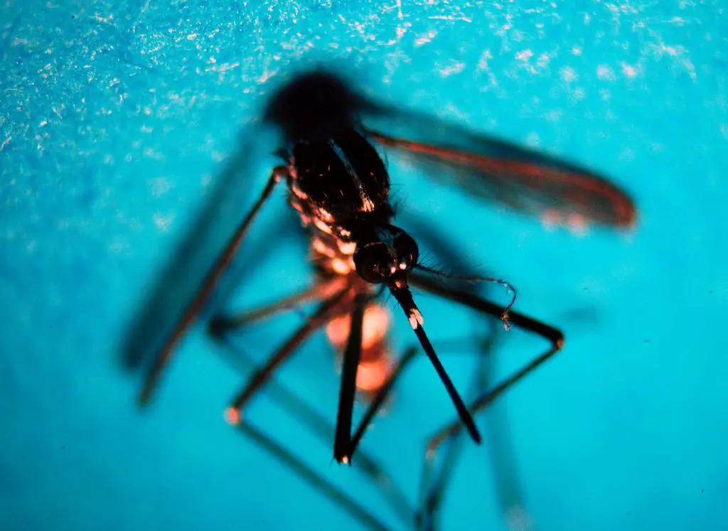 Da inizio anno in Italia 647 casi di infezione da West Nile, 47 decessi