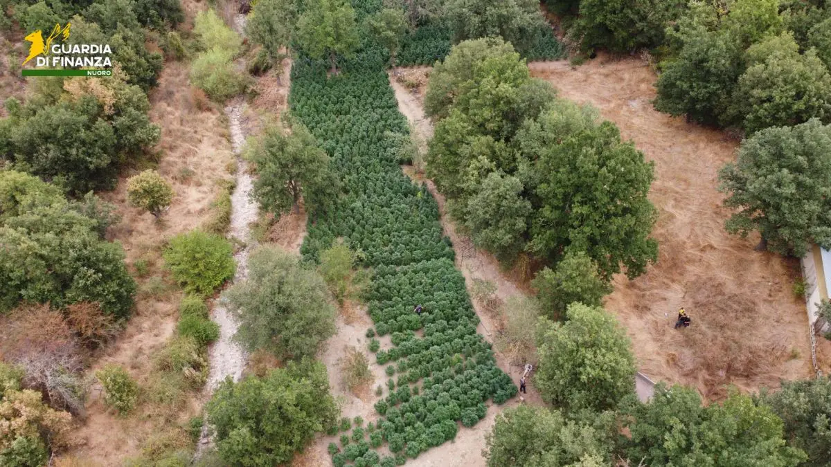 Sequestrate nel Nuorese due tonnellate e mezzo di droga