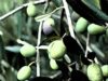 L’Olio dei Colli di Bologna si prepara a diventare il 46^ prodotto Dop e Igp dell’Emilia-Romagna